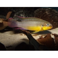 Pelvicachromis Taeniatus Lobe XL